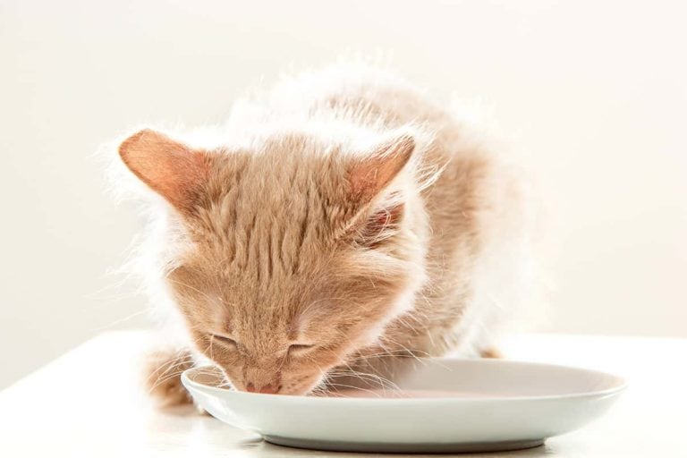 Czy koty mogą pić mleko