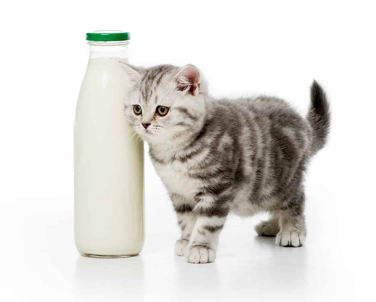 Czy koty powinny pić mleko