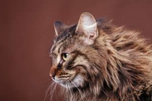 Czy maine coon jest agresywny? 2 Czy maine coon jest agresywny