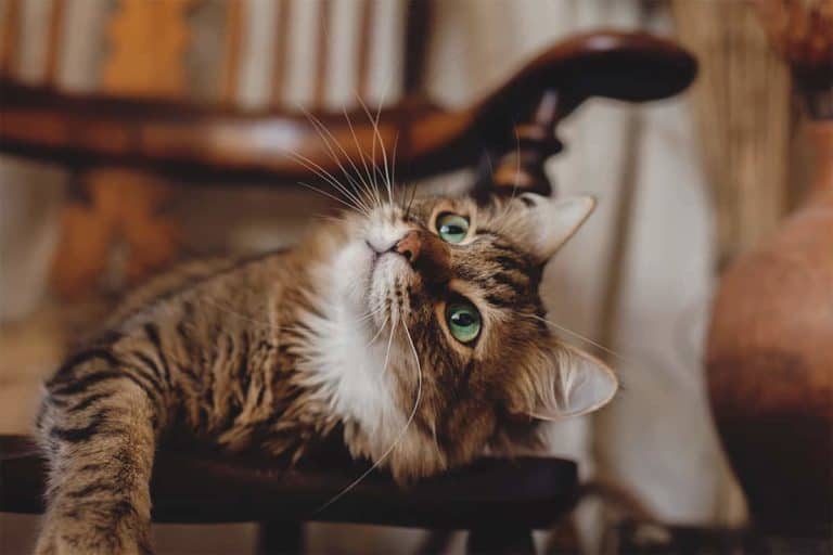 Czy maine coon miauczy