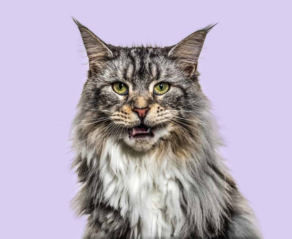 Czy maine coon mruczy