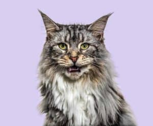 Czy maine coon mruczy