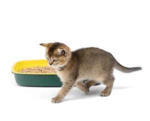 Dlaczego kotka sika w domu