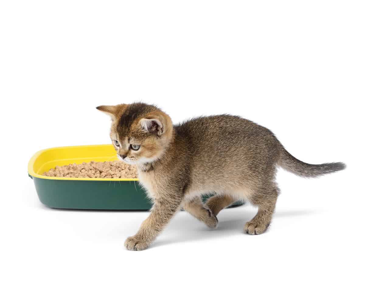 Dlaczego kotka sika w domu