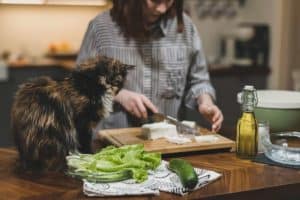 Dlaczego koty boją się ogórków