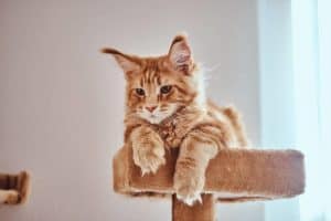 Dlaczego maine coon nie rośnie