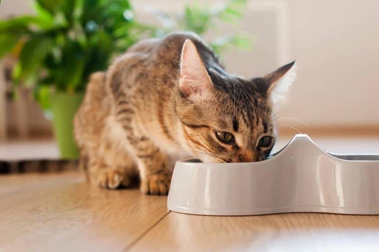 Ile razy dziennie karmić małego kota?