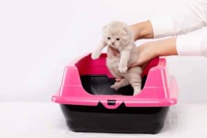 Jak nauczyć kota korzystać z kuwety