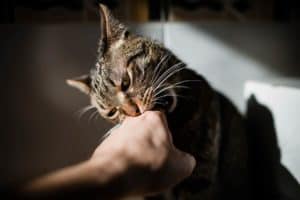 Jak oduczyć kota gryzienia rąk