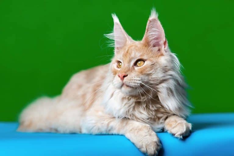 Jak rozpoznać maine coon