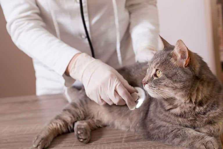 Jak wygląda zawał u kota