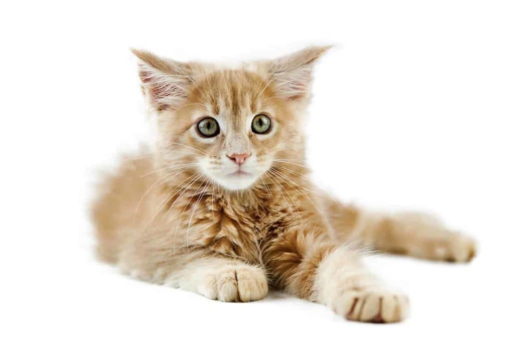 5 różnych umaszczeń u Maine Coon - przewodnik dla właścicieli 2 Maine coon jak długo rośnie