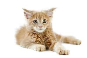 Maine coon jak długo rośnie