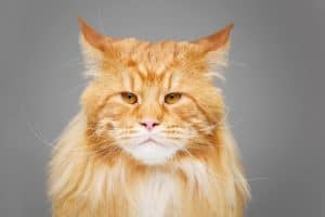 Maine coon jak długo żyją