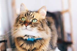 Maine coon jak karmić