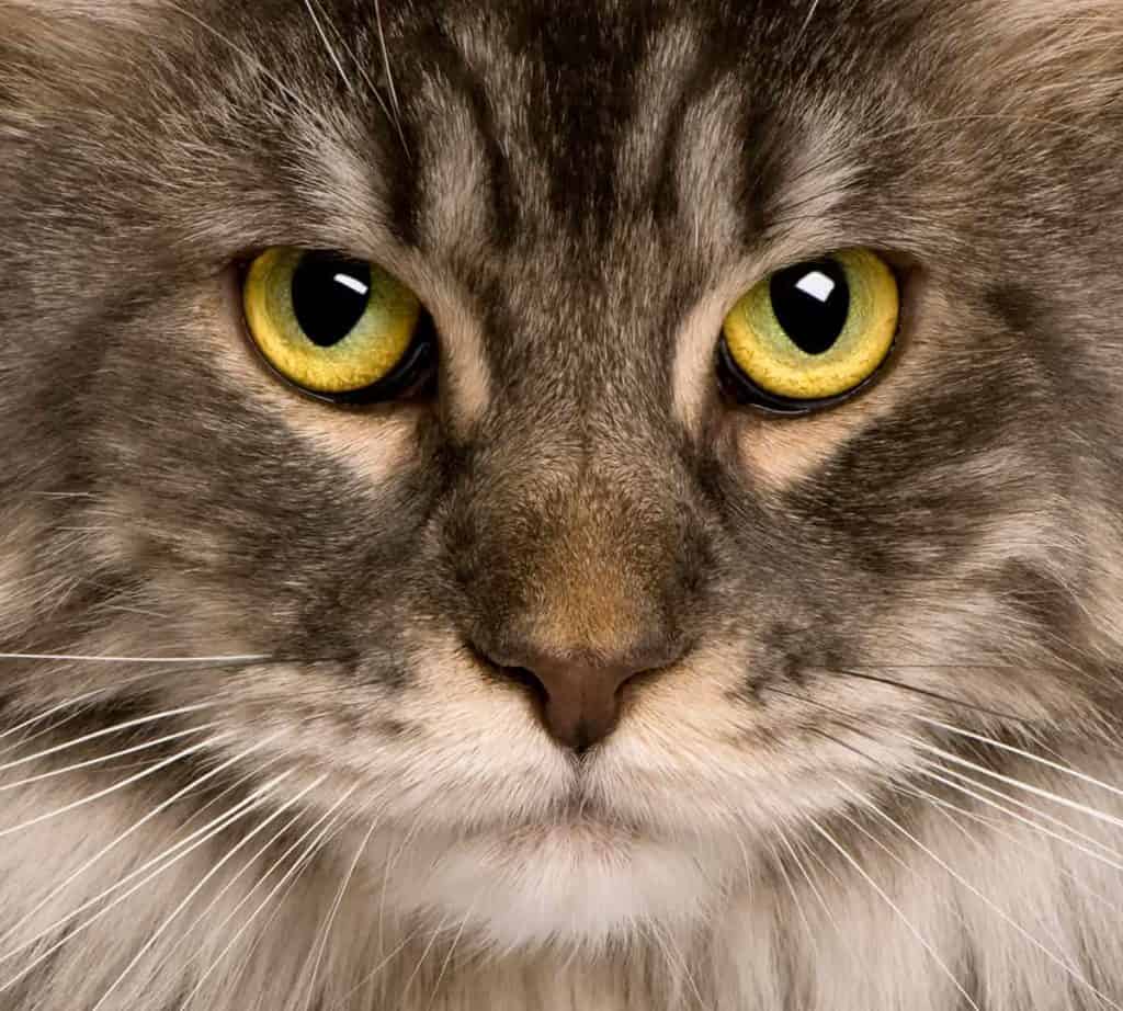 Maine coon jak się czyta