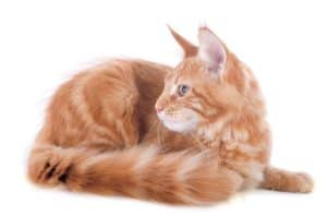 Maine coon jak wychować