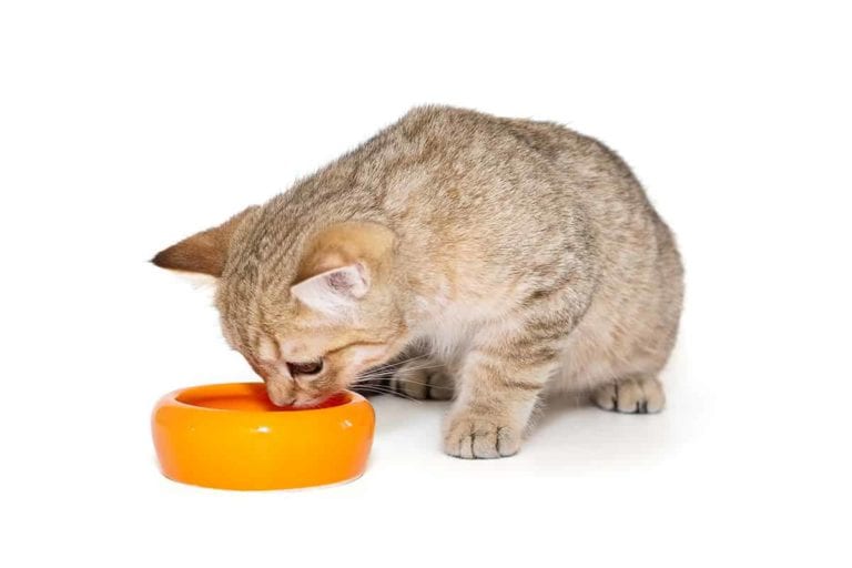 Co powinny jeść koty