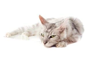 Czy Maine Coon jest hipoalergiczny