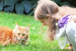 Czy Maine Coony są przyjazne