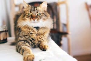 Czy maine coon niszczy meble?