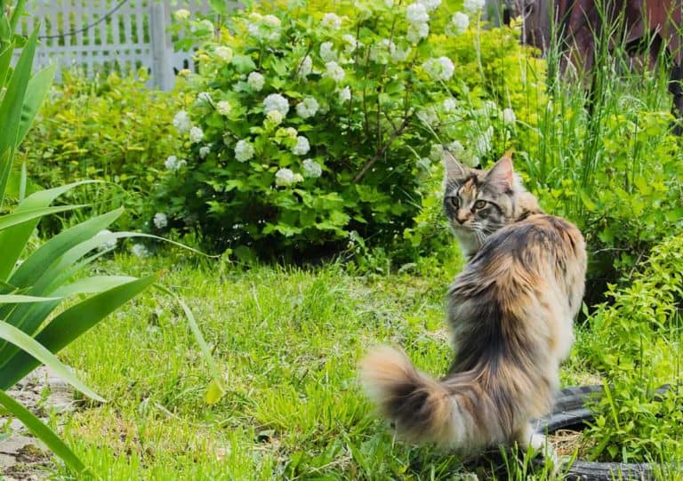 Czy maine coon ucieka z domu