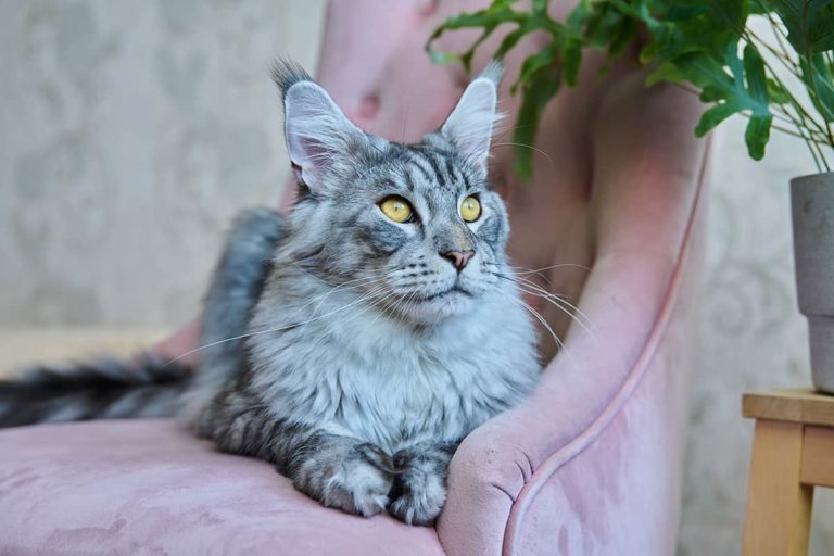 Czym czesać maine coona