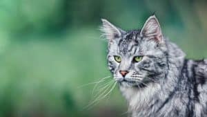 Gdzie żyją maine coon? 2 Gdzie żyją maine coon