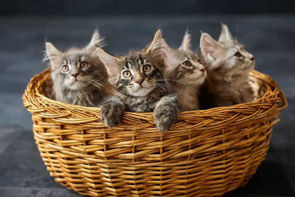 Ile kosztuje maine coon