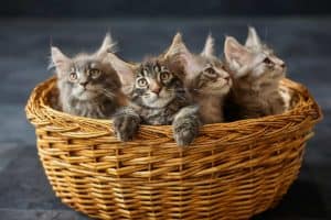 Ile kosztuje maine coon