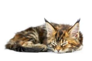 Ile śpi Maine Coon