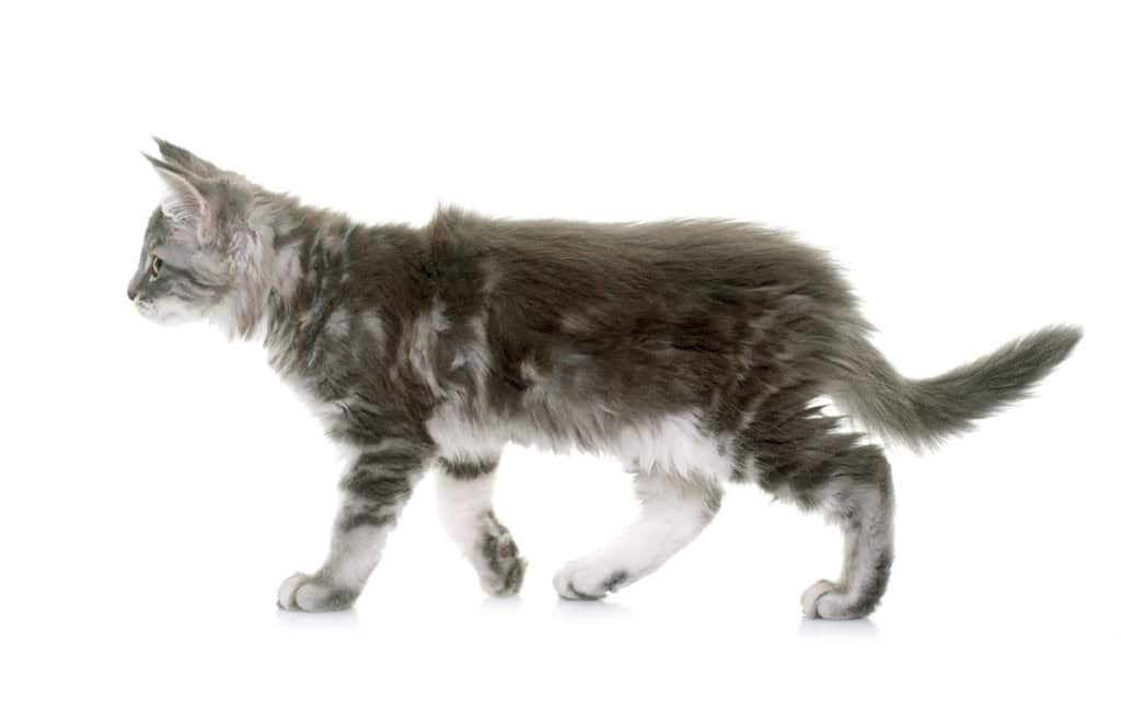 Ile waży 4 miesięczny maine coon