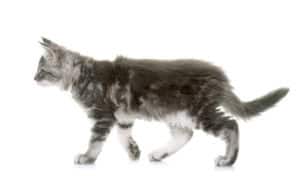 Ile waży 4 miesięczny maine coon