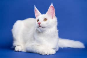 Jak często karmić maine coona