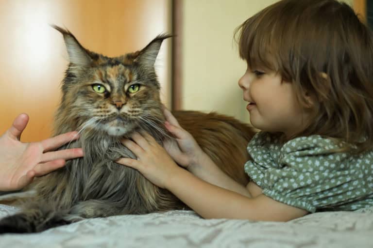 Jak często myć Maine Coona