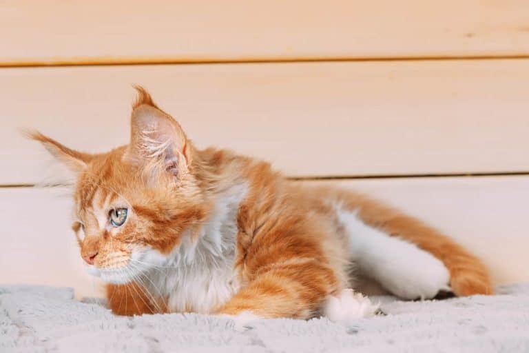 Jak długo rośnie maine coon