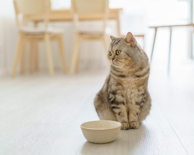 Jak karmić 3 miesięcznego kota