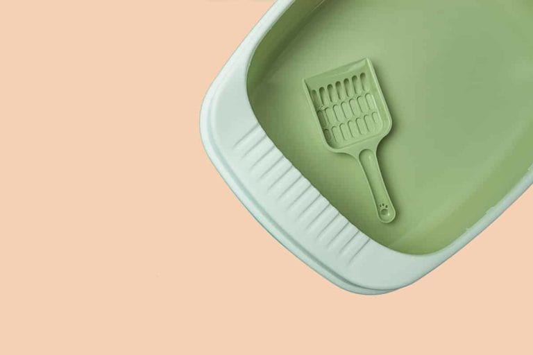 Jaka kuweta dla maine coona