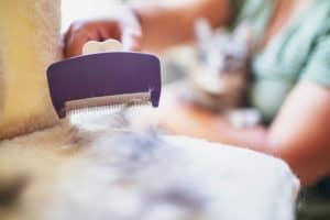Jaki furminator dla maine coona