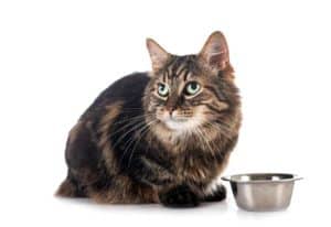 Maine coon co jedzą