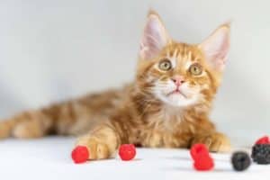 Maine coon jaki ma charakter? 2 Maine coon jaki ma charakter
