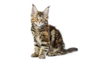 Maine coon jakie choroby