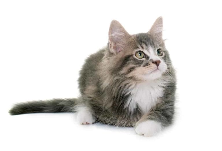 Maine coon kiedy osiąga dojrzałość